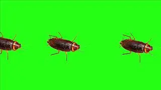 Ant moving into different side green screen video HD quality no cope write strike 