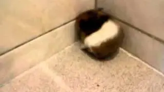 小老鼠在搞自閉