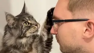 🔊Fav Hooman 😻 vs Spare Hooman 😼 How it feels 💔