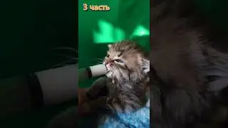 3/ спасли пятерых котят
