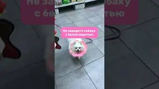 У нас опять проблемы. spitzland тг 