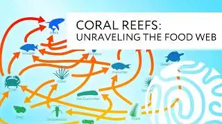 Coral Reefs: Unraveling the (Food) Web