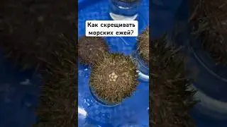 ВЕСЬ эксперимент в профиле #океан #морепродукты #образование #эксперимент