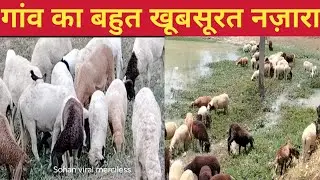 Village Life | Beautiful view | Indian vlogger | Indian vlog video #video #indianvlog