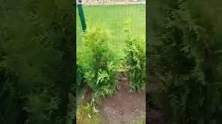 Живая изгородь из Брабантов 1......