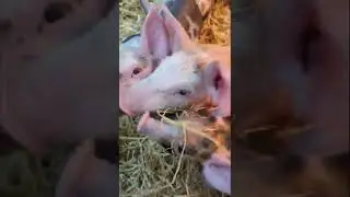 Mauled by a Vicious Pack...of Piglets #Shorts