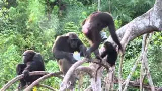 chimps