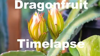 Dragonfruit Growing Timelapse