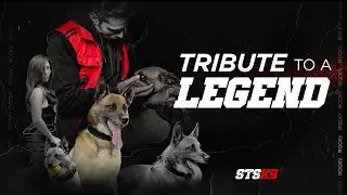 Tribute to a Legend: Rocky 2014-2023