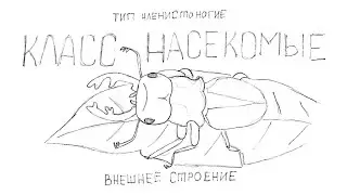 Внешнее строение насекомых
