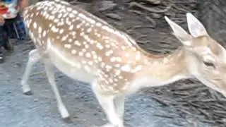 Parc safari au québec 7 août 2012 part 17