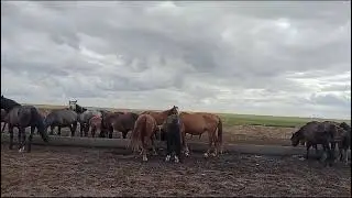 Жылқы келе жатыр! 🐎