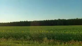 Поле с подсолнухами