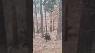 #sorts Вот это охота #wild boar hunting