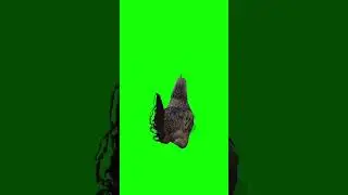 Hen green screen video 