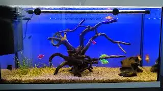 Fishtank. Blue lights 