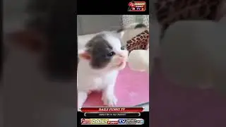 cutes comedy cats shorts video