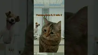 #котики #милота #актив #рекомендации