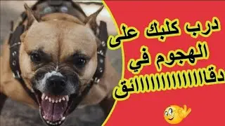 طريقة تدريب الكلب على الهجوم و الحراسة في وقت وجييييز 😈
