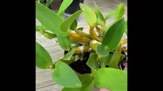 myrmecophila bryciana. Условия содержания! Обзор цветения !!!