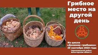 Грибное место на другой день. Дневник грибника 29 сентября 2023 года.