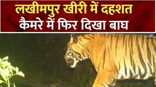 Leopard In Lakhimpur: लखीमपुर खीरी में दहशत, कैमरे में फिर दिखा बाघ | UP News | UP Police