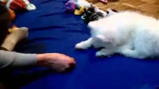 Lexi the Samoyed does tricks part 1