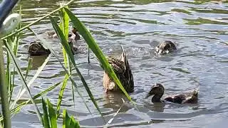 утки попрошайки