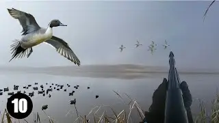 Pintails In the Fog / Fall Duck Hunt 2023