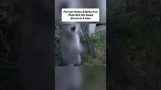 Animals That Asked People for Help & Kindness! 