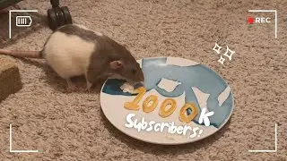 RATS EAT 1000 *shaped* PANCAKES! (1k sub special!)