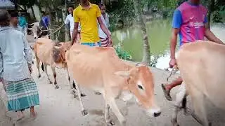 #সাজনপুর গরু বাজার #নিকলী#কিশোরগঞ্জ#all_vlogs_plogs