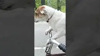 бэт#бэтти#ехали#джекрассел#на###велосипеде####