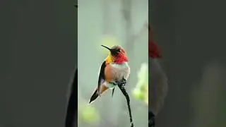 beautiful animal in the world #shorts