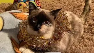 играю в bed wars,с наступающим новым годом!!!🐱😼😺