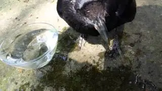 Tame Raven in my Garden