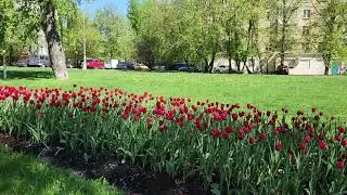 Москва. Река тюльпанов на улице Дмитрия Ульянова. Май 2024 года.