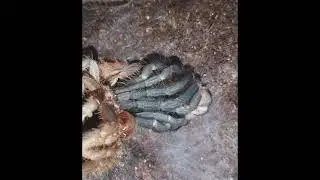 Линька паука-птицееда Brahipelma Vagans