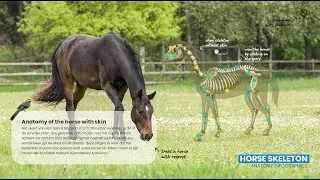 Horse anatomy in Power BI