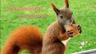 ‼️ Fluffy Opens Walnut | Super Cute Squirrel Video