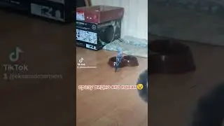 жажда 