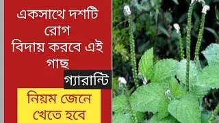 হাতিশুঁড় এই গাছ কী কী কাজে আসে হাতিশুঁড় গাছের উপকারিতা ও উপকারিতা|| health and tree by Agni Media