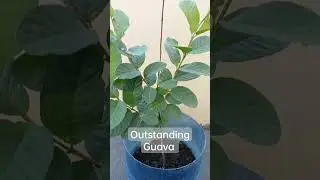 Ito na siya lumalago na #agaderfarmland #bonsai #bonsai #bonsai #agrikultura #shortvideo #guava