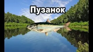 Русская рыбалка 3. Пузанок