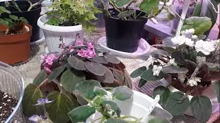 ТРЕЙЛЕРЫ! Пересадка Цветущей, Старой и Детки Фиалки! 🌺🌺🌺