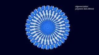 Model of the nucleotide-driven activation mechanism in guanylate-binding protein 1 (GBP1)