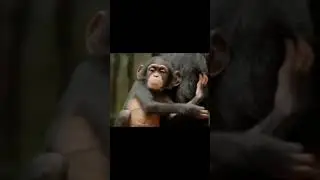 Bébés animaux dans la nature ❤️ Baby animals in the wild 🐒 Jungle sounds 🐘 #relax #break #minute