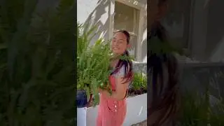 Plantando Helechos #jardineria #plantasdecasa #plantlover #jardin #jardineriayplantas