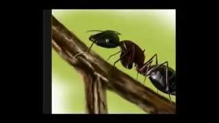 Formiga