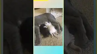 How to check cat mother milk after delivery?